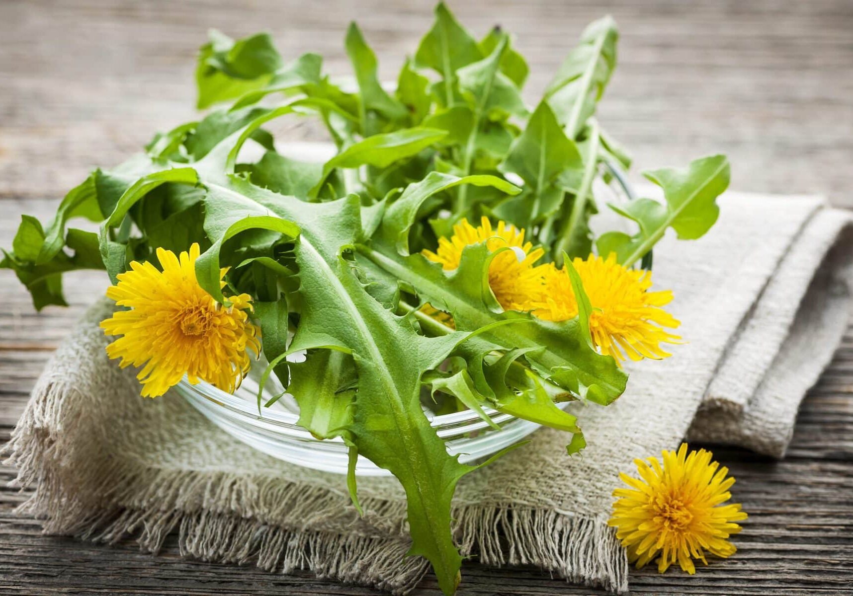 Foraged edible dandelion flowers and greens in bowl